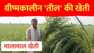 ग्रीष्मकालीन तिल की खेती: कम दिनों में मिलेगा बम्पर उत्पादन!
