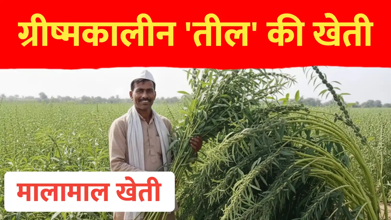 ग्रीष्मकालीन तिल की खेती: कम दिनों में मिलेगा बम्पर उत्पादन!