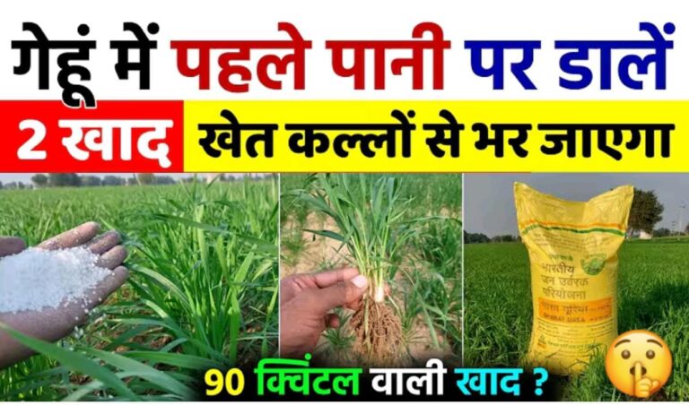 गेहूं में पहला पानी और खाद कब दें..पहले पाणी पर यह खाद डालना